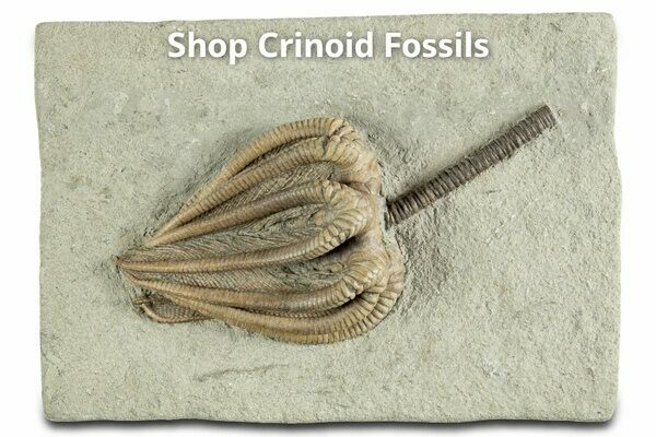 Shop Fossil Crinoids